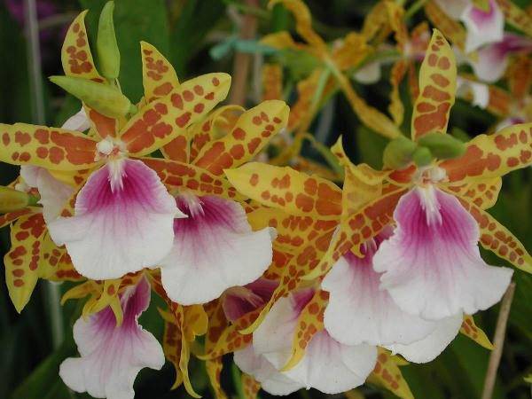 Орхидея Мильтония