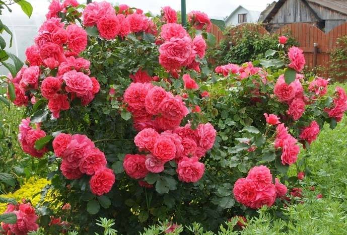Роза плетистая Розариум Ютерсен относится к категории кустистых декоративных растений