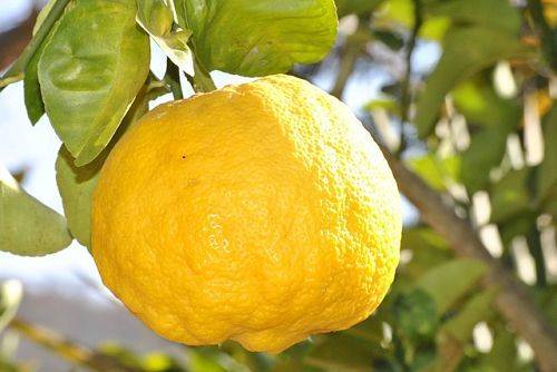 Как подкормить домашний лимон
