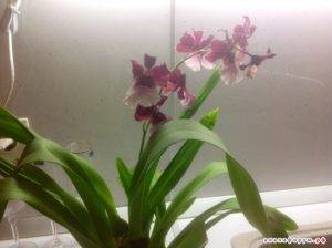 Орхидея Камбрия: уход в домашних условиях, полив и другие нюансы