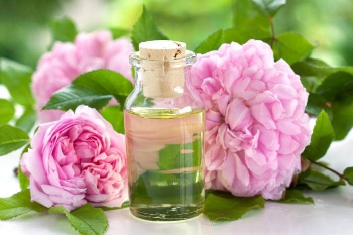 Цветки шиповника являются прекрасным сырьем для получения розового масла
