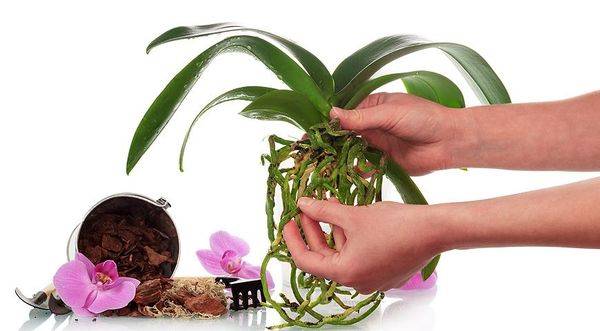 Чем протирать листья орхидеи