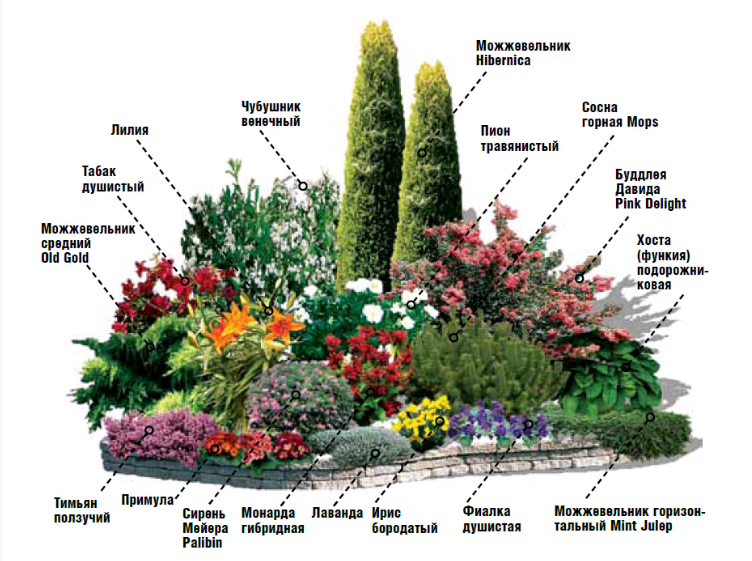 Многолетние садовые растения