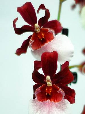 Орхидея беаллара