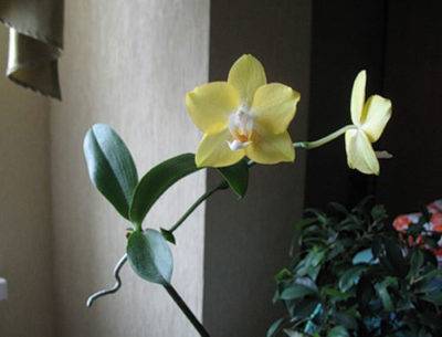 Как пересадить отросток орхидеи в домашних условиях