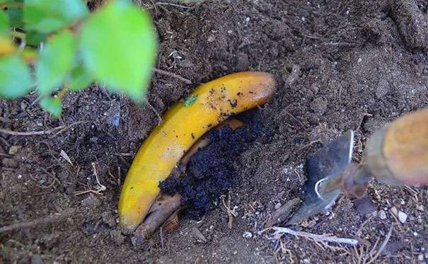 Банановая подкормка для комнатных растений
