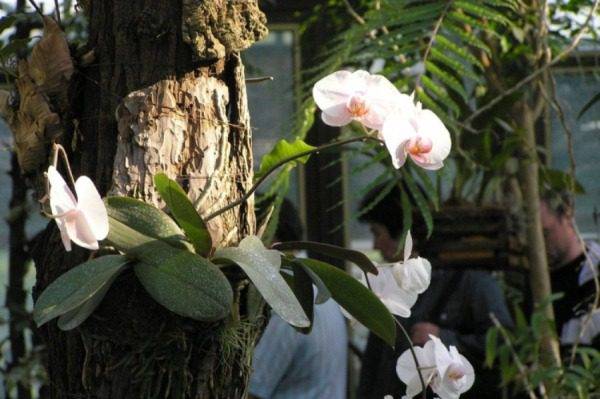 Орхидея Фаленопсис в дикой природе