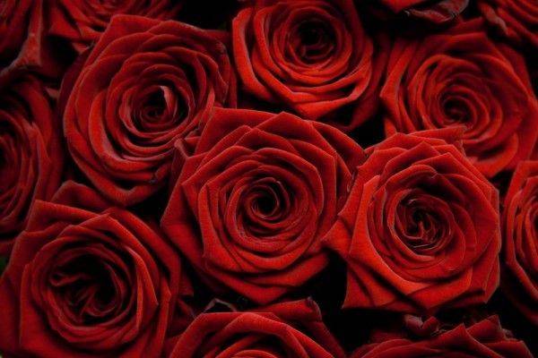 Голландские розы считаются лучшими в мире