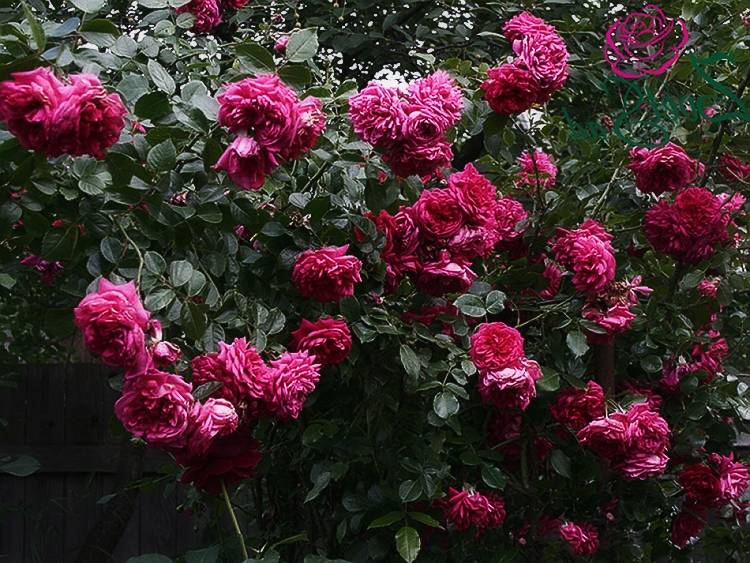 Выращивание плетистых роз: выбор сорта, посадка, уход