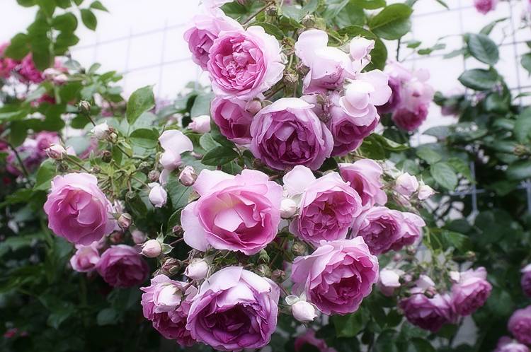 Выращивание плетистых роз: выбор сорта, посадка, уход