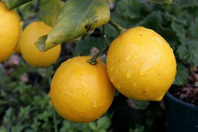 Популярные сорта лимона