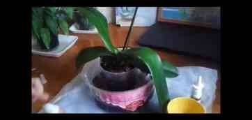 Фаленопсис Шиллера (Phalaenopsis schilleriana). Режим полива орхидеи фаленопсис. Пересадка Фаленопсиса после приобретения. Как правило, орхидеи Фаленопсис сразу после приобретения в магазине не пересаживают, а просто