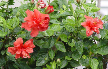 Как поливать кустовые и плетистые розы: периодичность, возможные ошибки
