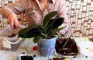 Пересака орхидеи в горшок