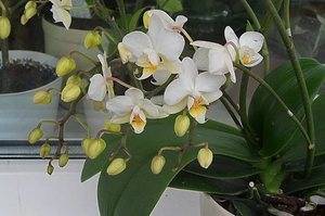 Цветущая белая орхидея
