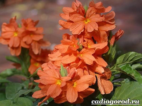 Кроссандра-цветок-Выращивание-кроссандры-Уход-за-кроссандрой-20
