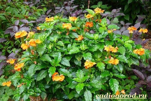 Кроссандра-цветок-Выращивание-кроссандры-Уход-за-кроссандрой-9