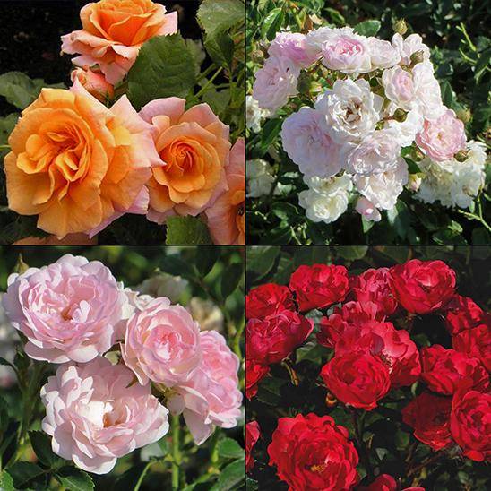 Полиантовые Розы Фото И Описание