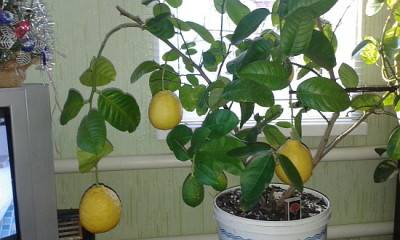 Как обрезать лимон в домашних условиях? Как правильно сформировать крону? Особенности подрезки