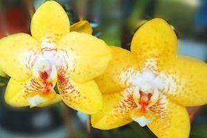 Как пересадить отросток орхидеи