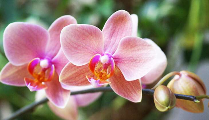 Почему у орхидеи засыхают нераспустившиеся бутоны и опадают цветы
