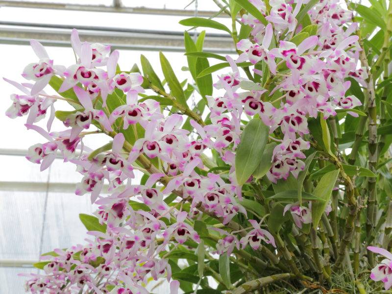 Орхидея дендробиум уход