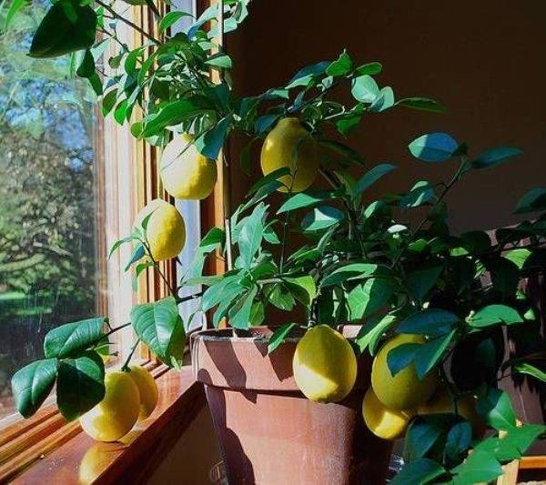 Характеристика домашнего лимона Мейера