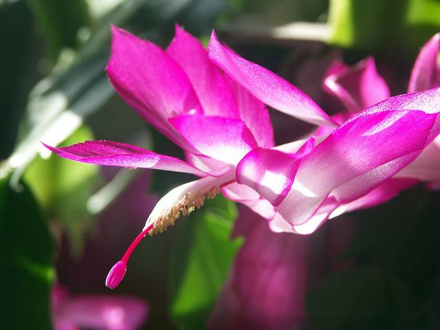 цветок декабриста