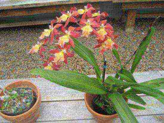 можно ли выращивать орхидею дома приметы и суеверия