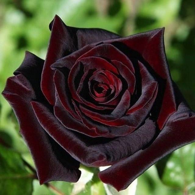 Цветение розы блэк баккара