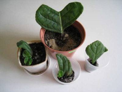 Глоксиния размножение листом