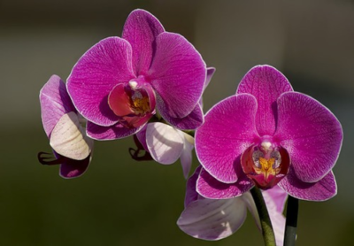 Сиреневая орхидея