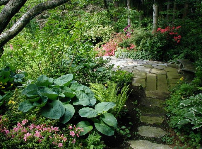 Хосты – довольно популярные растения, которые часто можно встретить в саду