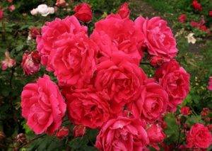 Благодаря бахромчатым лепесткам розочки «Джон Франклин» похожи на цветки красной гвоздики.