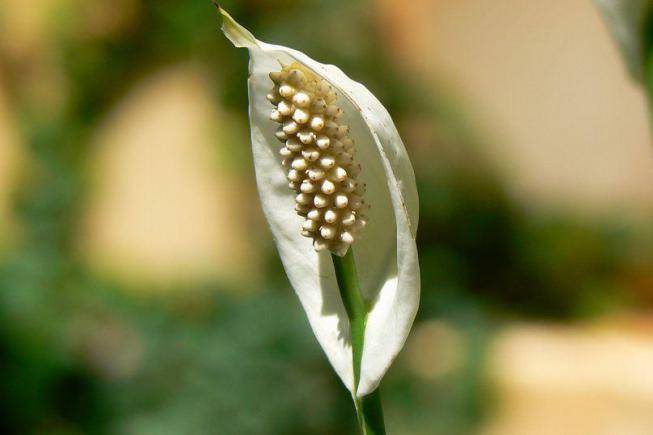 Цветок спатифиллума Уоллиса