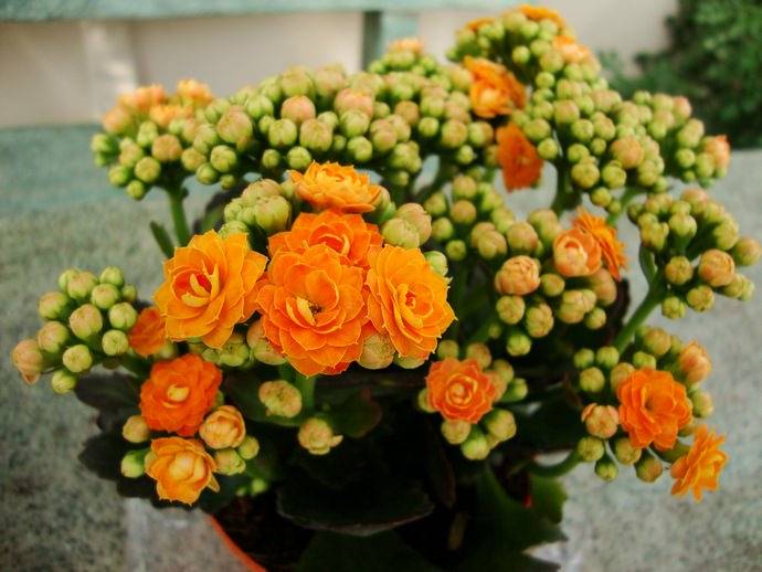 Каланхоэ Микс является суккулентным растением, которое было выведено с использованием Каланхоэ Каландива Мини
