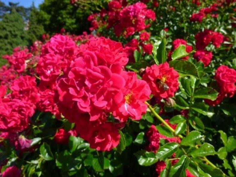 Почвопокровные розы для сада: описание сортов