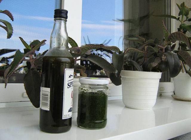 Рецепт приготовления настойки из листьев каланхоэ и спирта