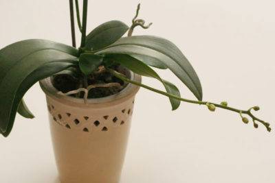 Как у орхидеи отличить корень от цветоноса