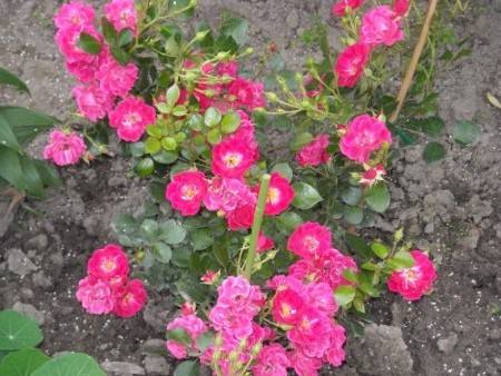 Почвопокровные розы уход и выращивание