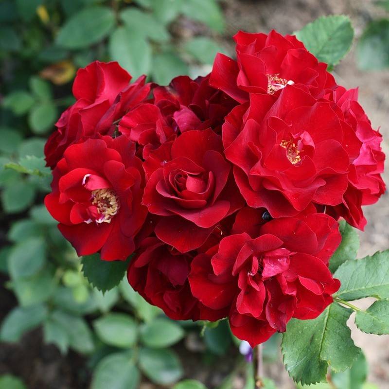 Роза мартин фробишер