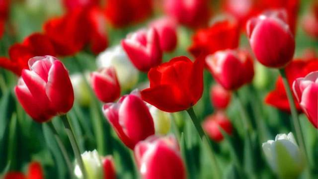 Правила ухода за многоцветковыми тюльпанами