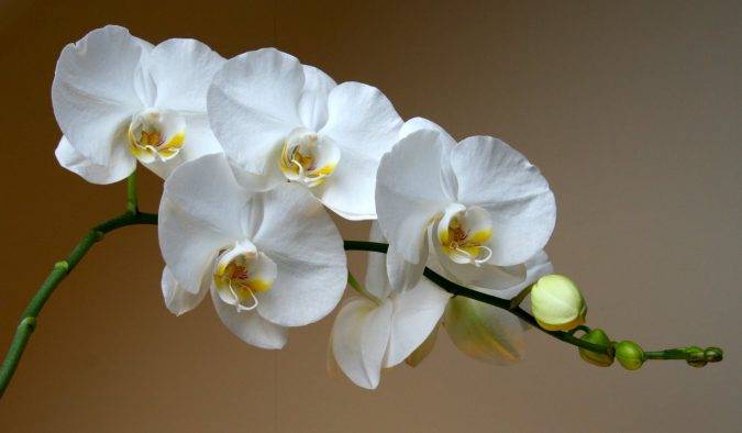 цветок орхидея уход