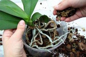 Кратко о пересадке орхидеи