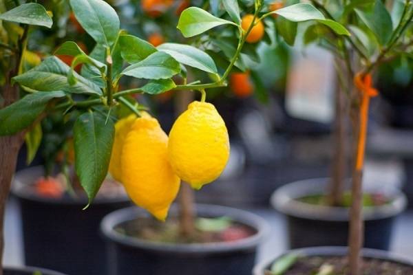 Как ухаживать за лимоном в домашних