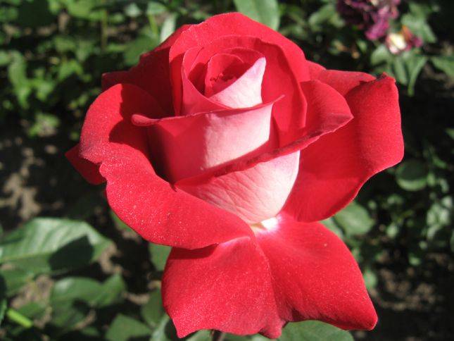 20 практических советов по уходу за розами