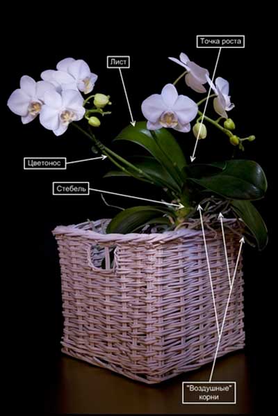 Строение-орхидеи-фото
