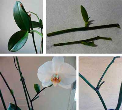 Способы размножения орхидеи Фаленопсис в домашних условиях