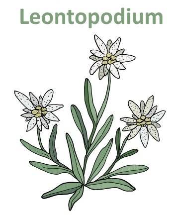 Leontopodium