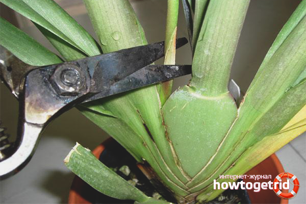 Как обрезать орхидею